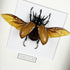 Five Horned Rhino Beetle (Eupatorus Gracilicornis) Wings Out Handmade Box Frame
