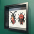 3D Red & Black Floral Paper Beetles In A Deep Black Box Frame
