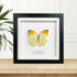 Great Orange Tip (Anteos menippe) Butterfly Handmade Box Frame