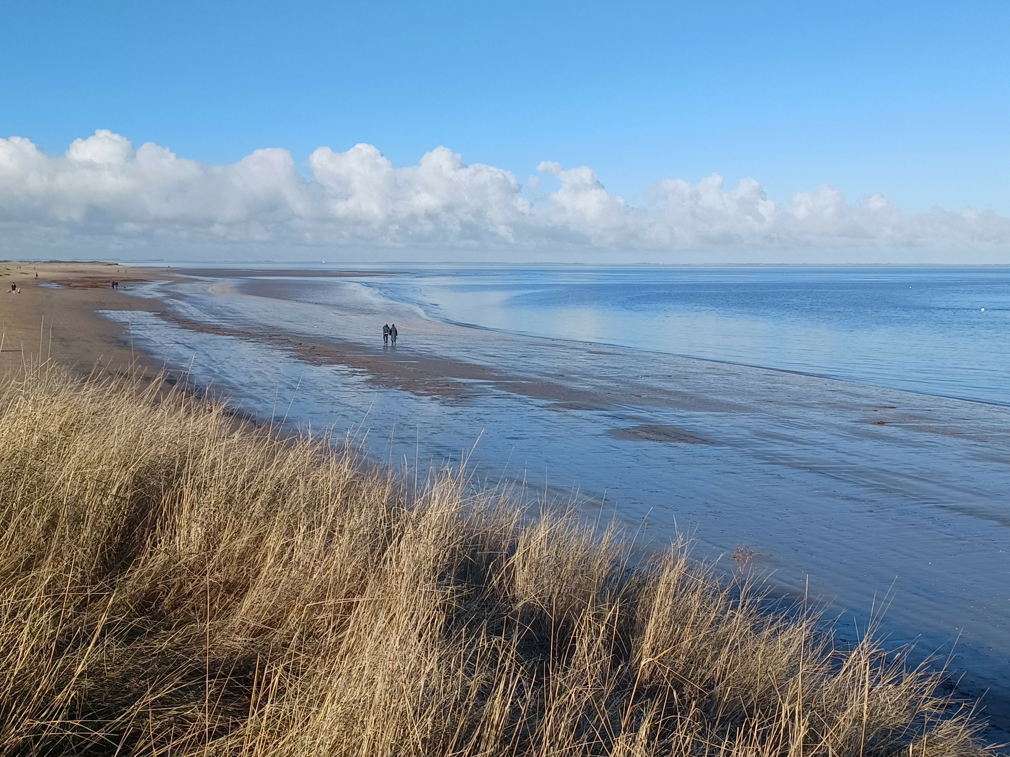 Real Pressed Seaweed Framed Art
