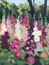 COTTAGE GARDEN DELIGHT I - original