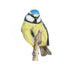 Blue Tit