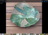 Coral Inspired Bowl