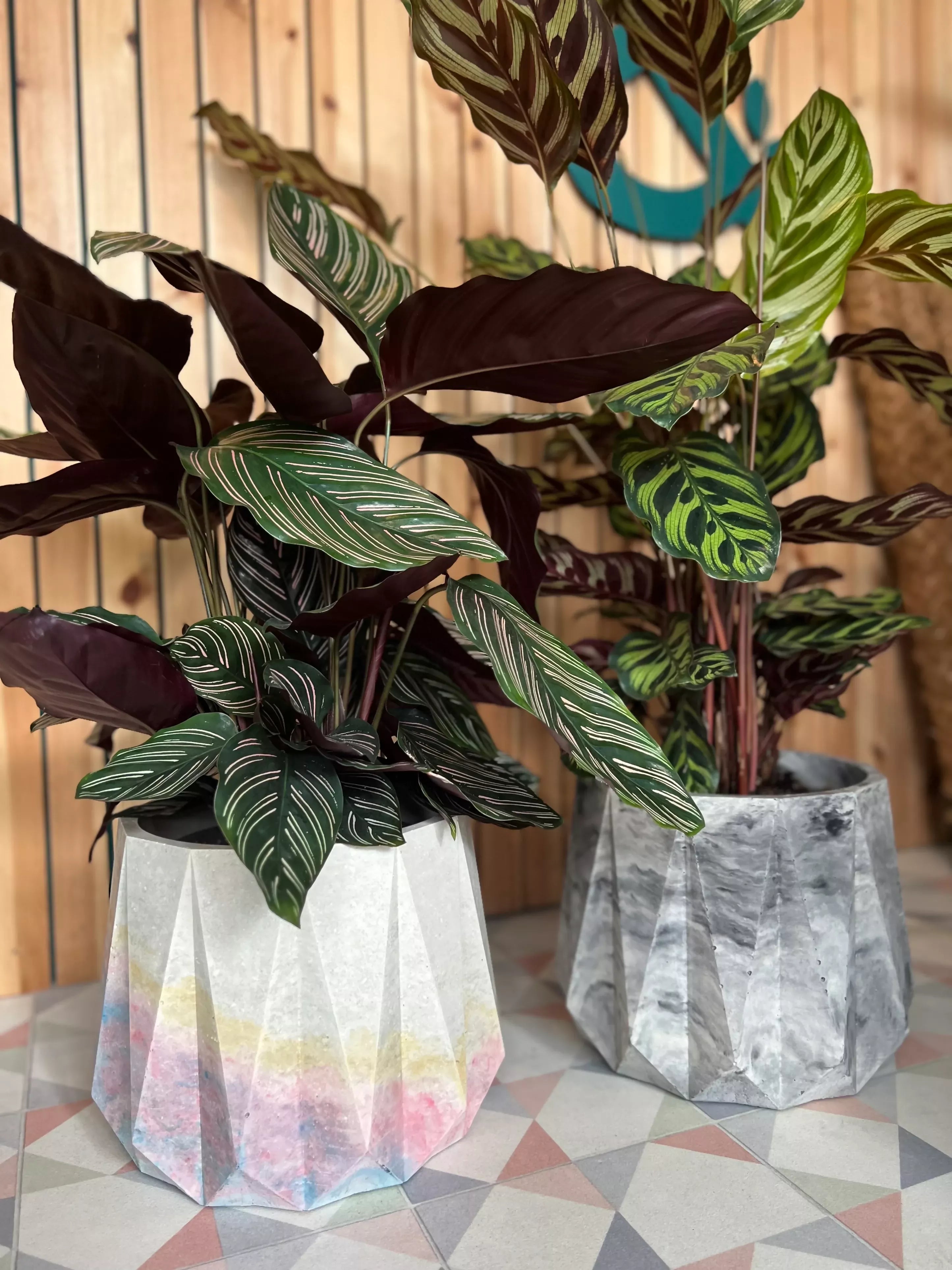 22cm Geometric Concrete Planter