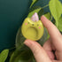 Handmade Polymer Clay Wizard Frog Worry Stone