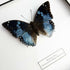 Western Blue (Charaxes smaragdalis) Handmade Butterfly Box Frame