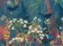 #0438 TWO LITTLE BIRDS SM