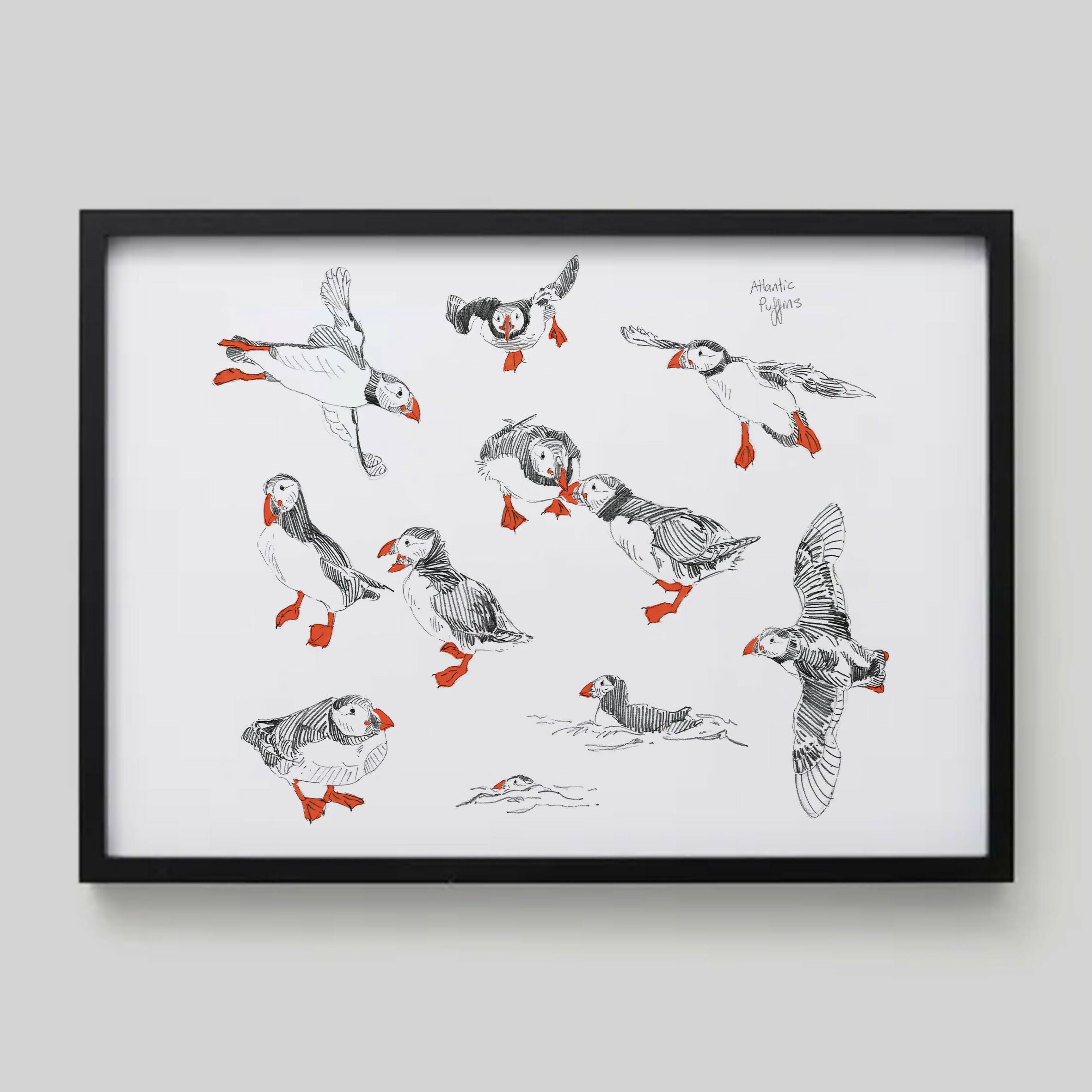 Framed Puffin Sketches - A4 Print