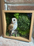 British Barn Owl