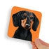 Dachshund Black and Brown Dog Coaster