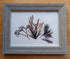 Real Pressed Seaweed Framed Art