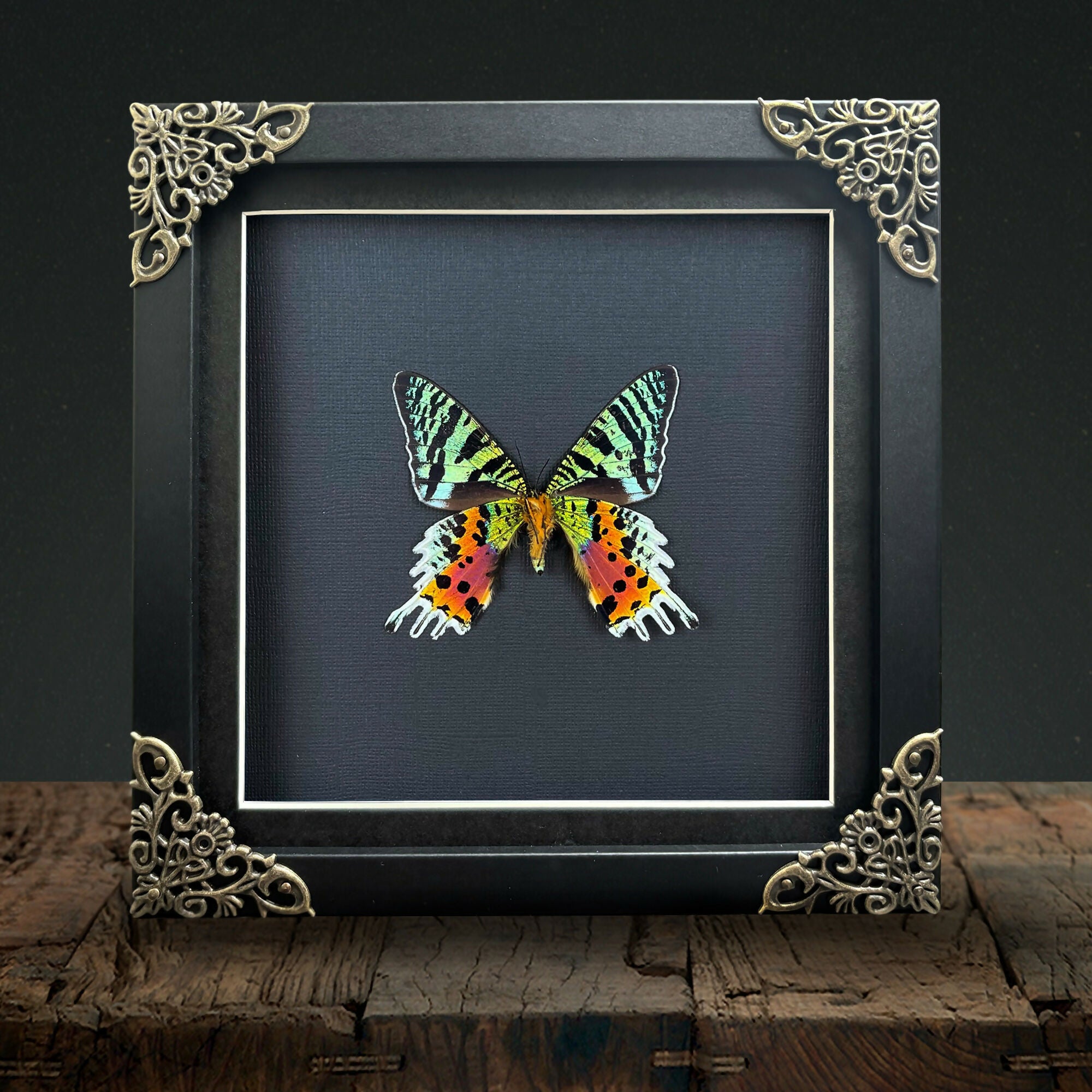 Sunset Moth (Chrysiridia rhipheus) Reverse Set Handmade Gothic Box Frame