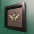 Stunning Faux Paper Jewel Stag Beetle Mounted In A Black Frame
