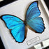 Giant Blue Morpho (Morpho didius) Butterfly Handmade Box Frame