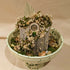 Floral Arrangement on Ceramic Centerpiece
