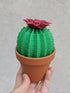 Origami Paper Cactus in Terracotta Pot