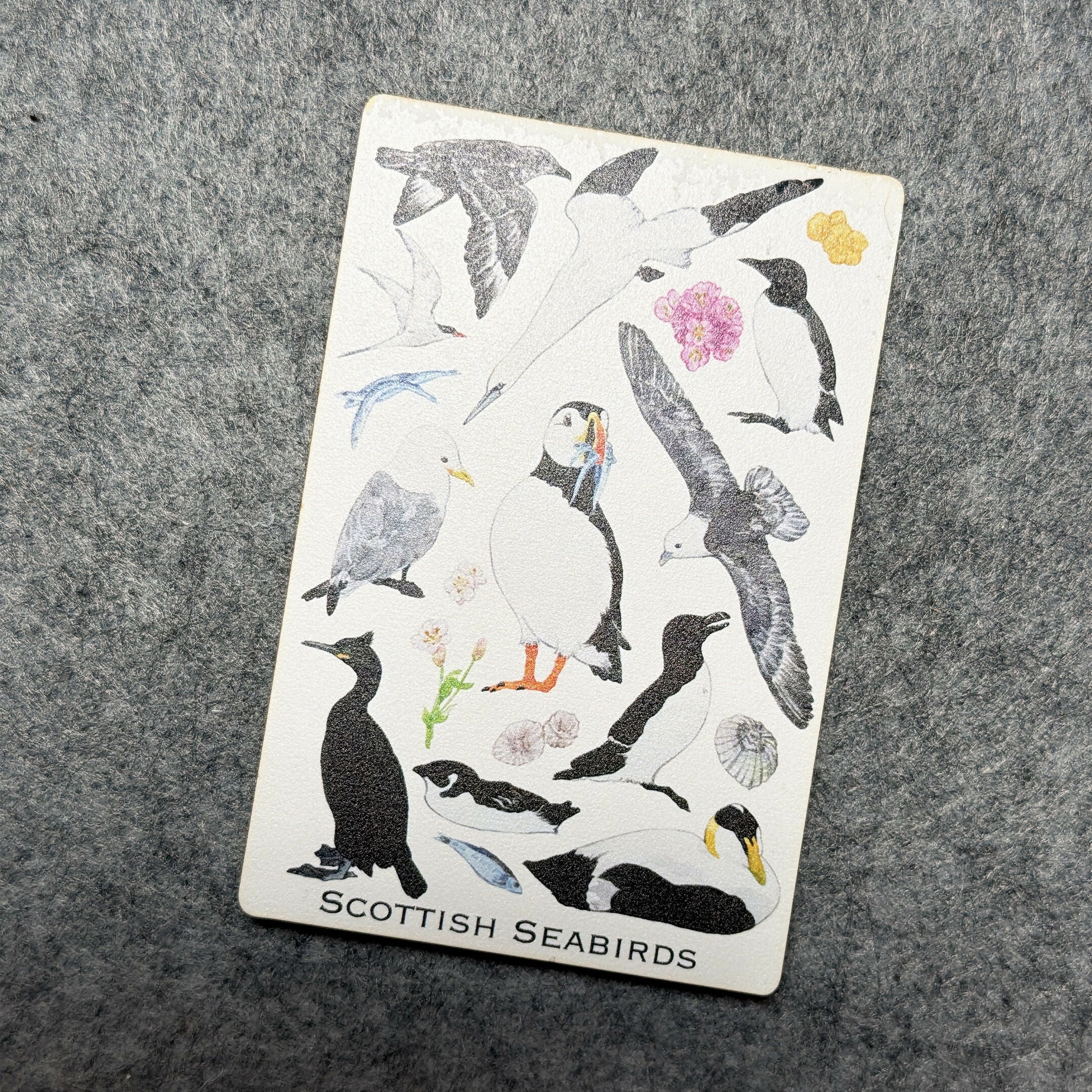 Wooden Magnets-Scottish Seabirds,Highland wildlife