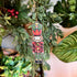 'Hans' Nutcracker Wooden Decoration