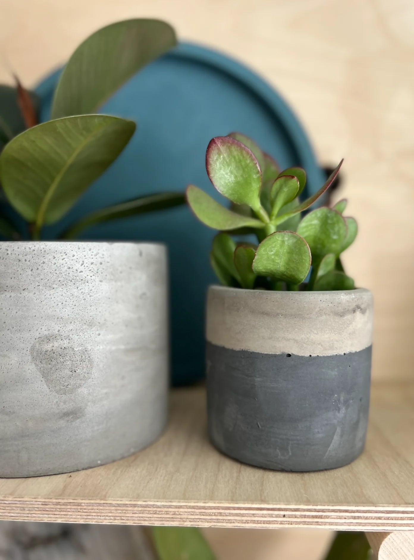 10cm Round Pot & Plant