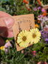 REAL YELLOW DAISY EARRINGS