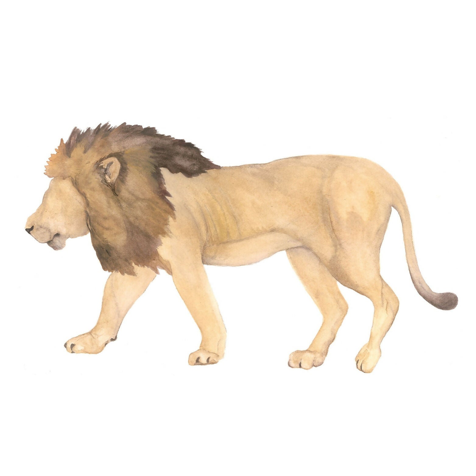 Lion Giclée Print