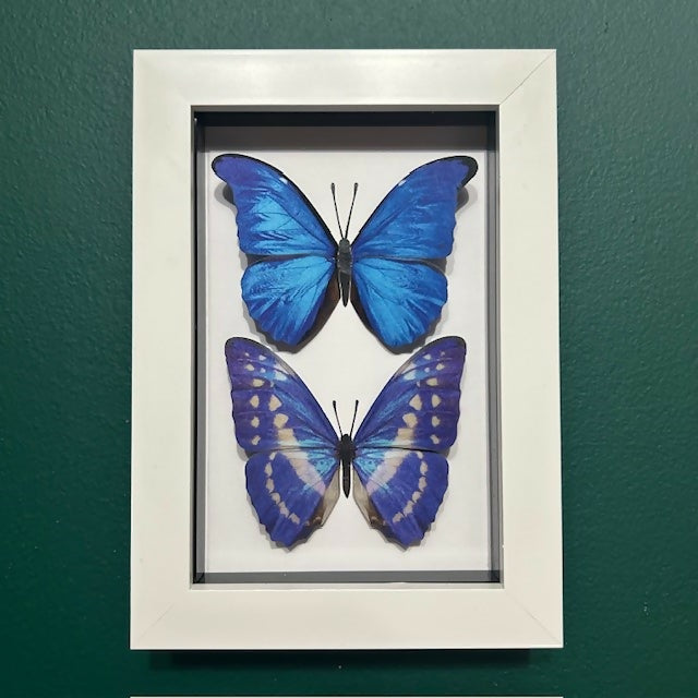 Two Stunning Faux Paper Morpho Butterflies In A White Box Frame