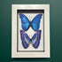 Two Stunning Faux Paper Morpho Butterflies In A White Box Frame