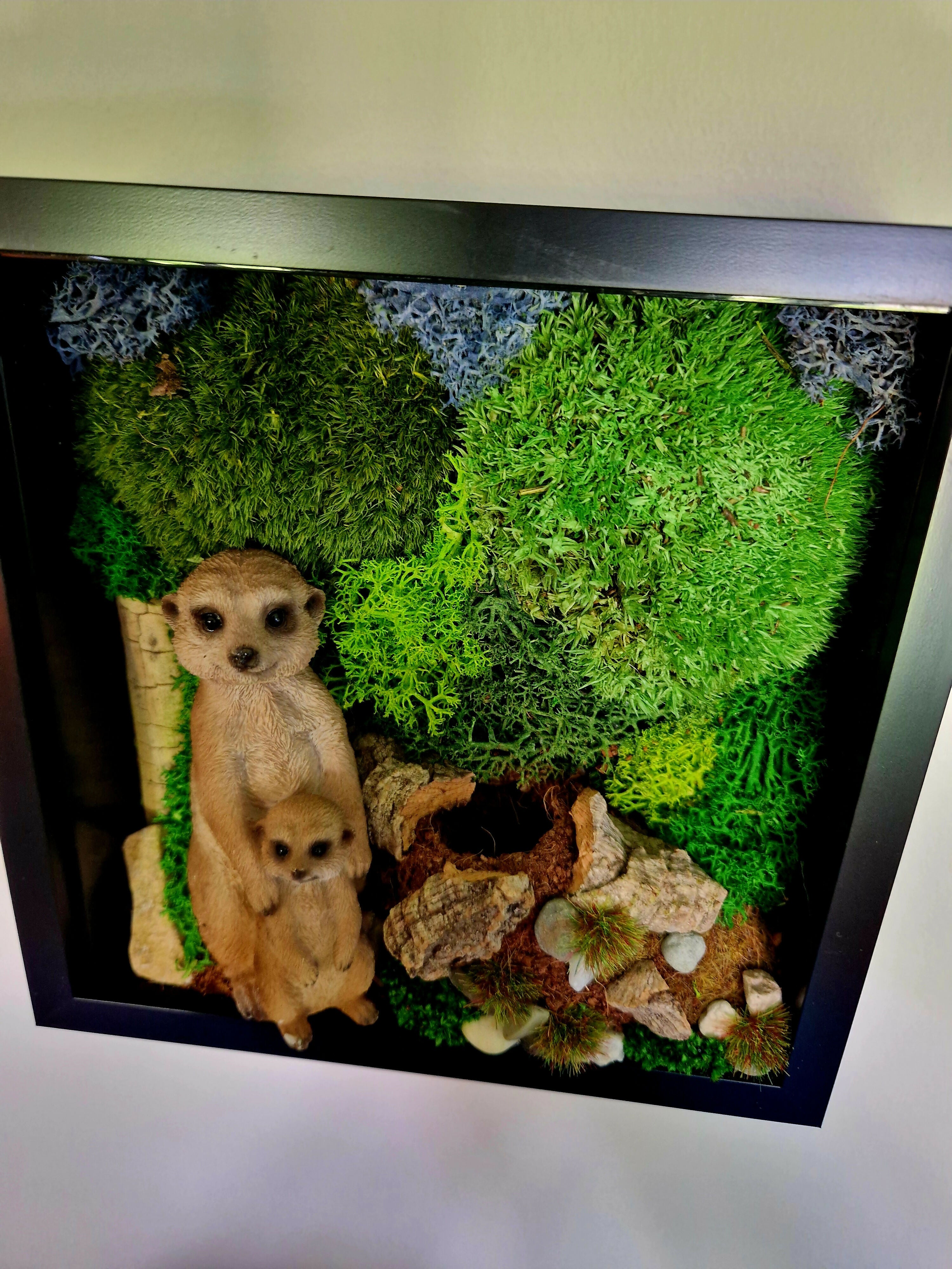 Meercats