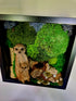 Meercats