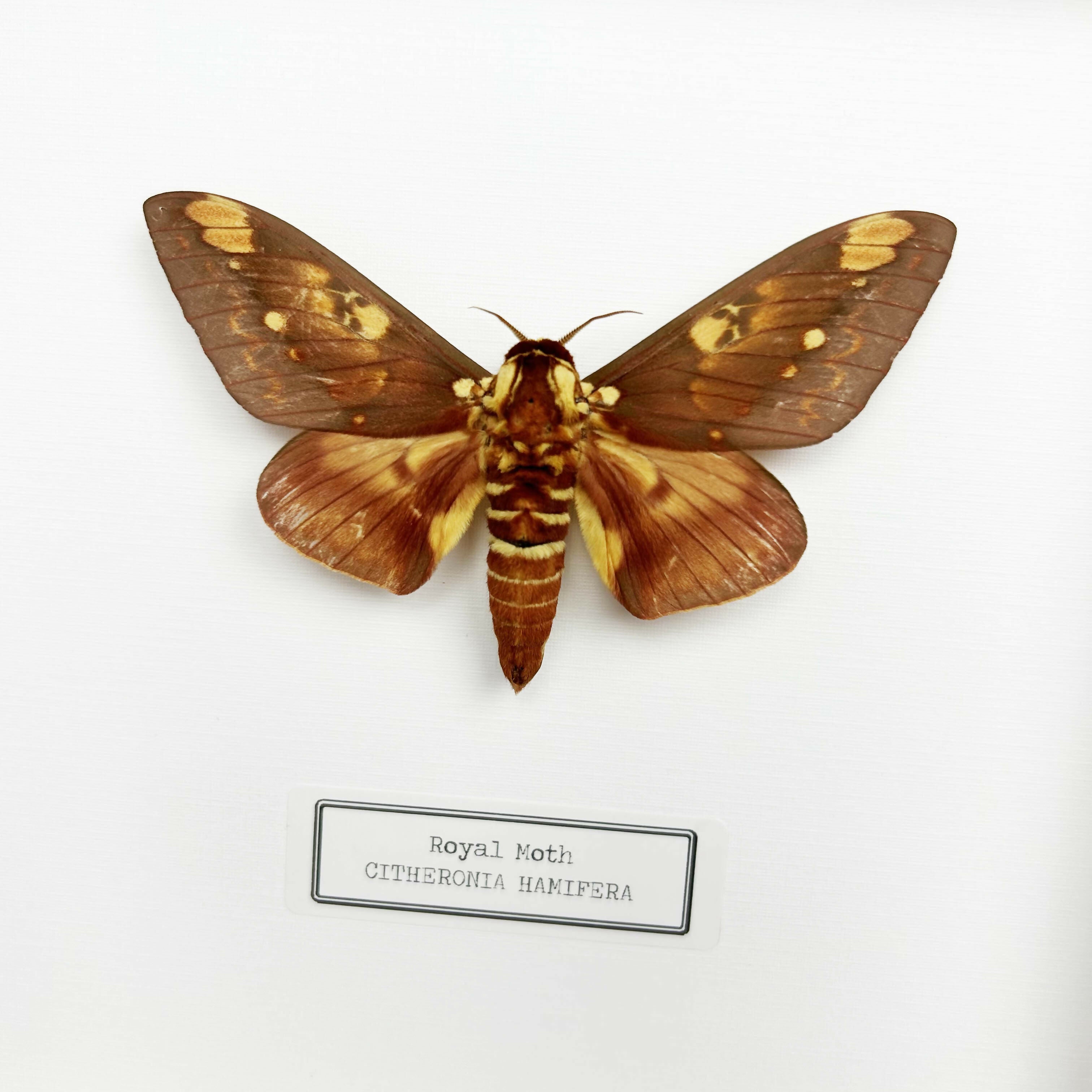 Royal Moth (Citheronia Hamifera) Moth Handmade Box Frame