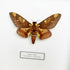 Royal Moth (Citheronia Hamifera) Moth Handmade Box Frame