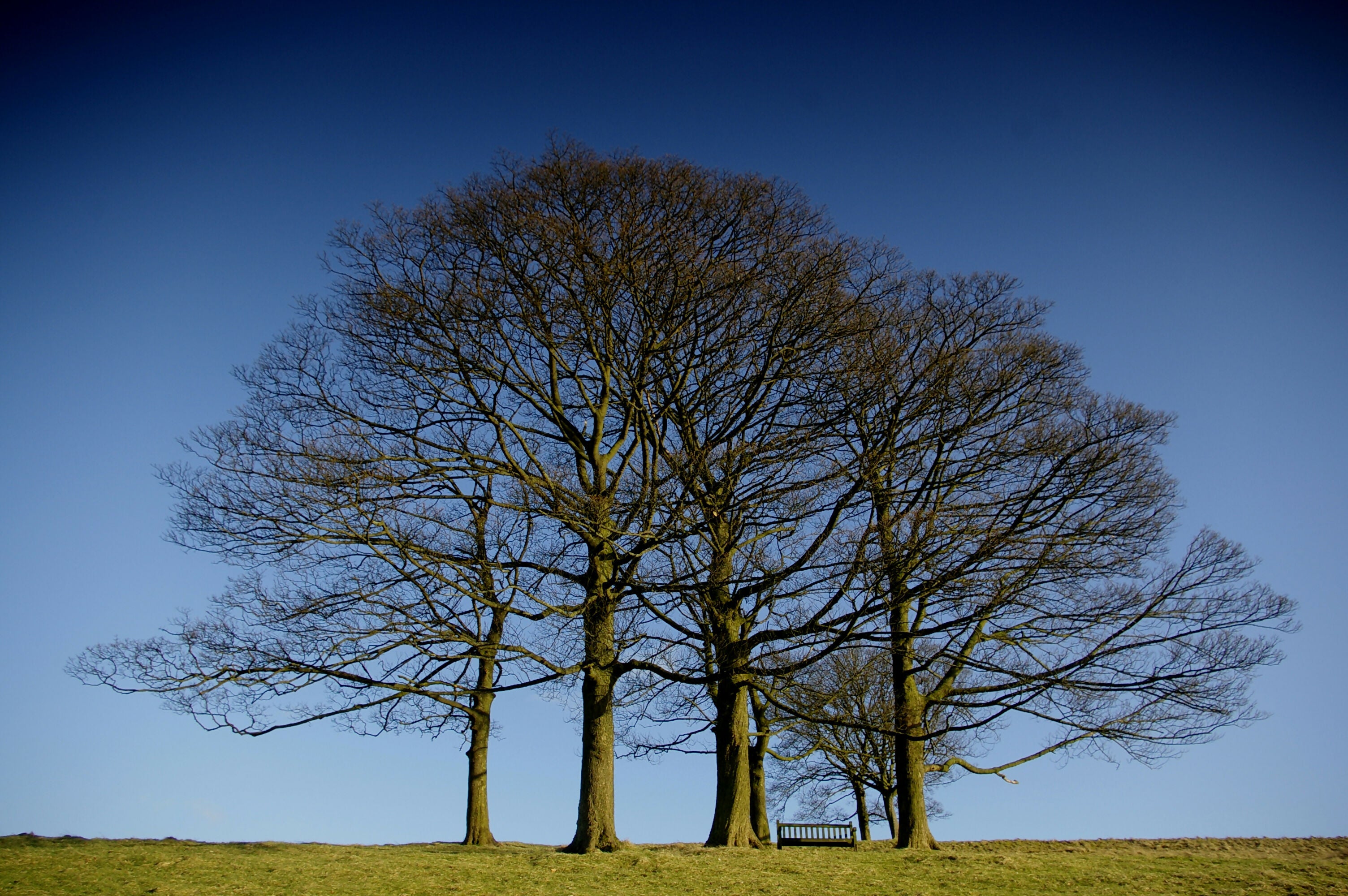 Bench in the Trees - Print in A4 Mount