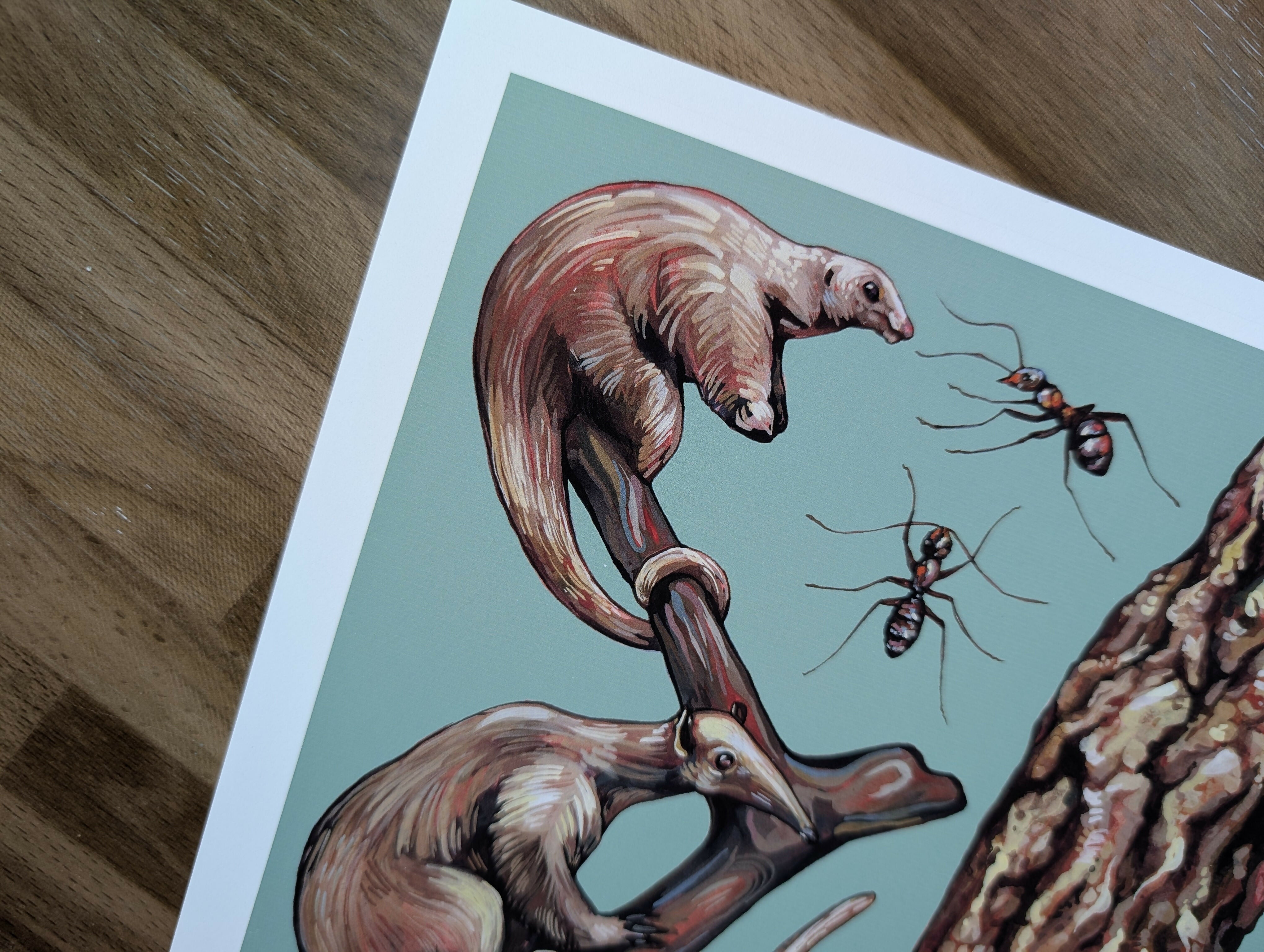 Anteater Species Illustration, A4 Print