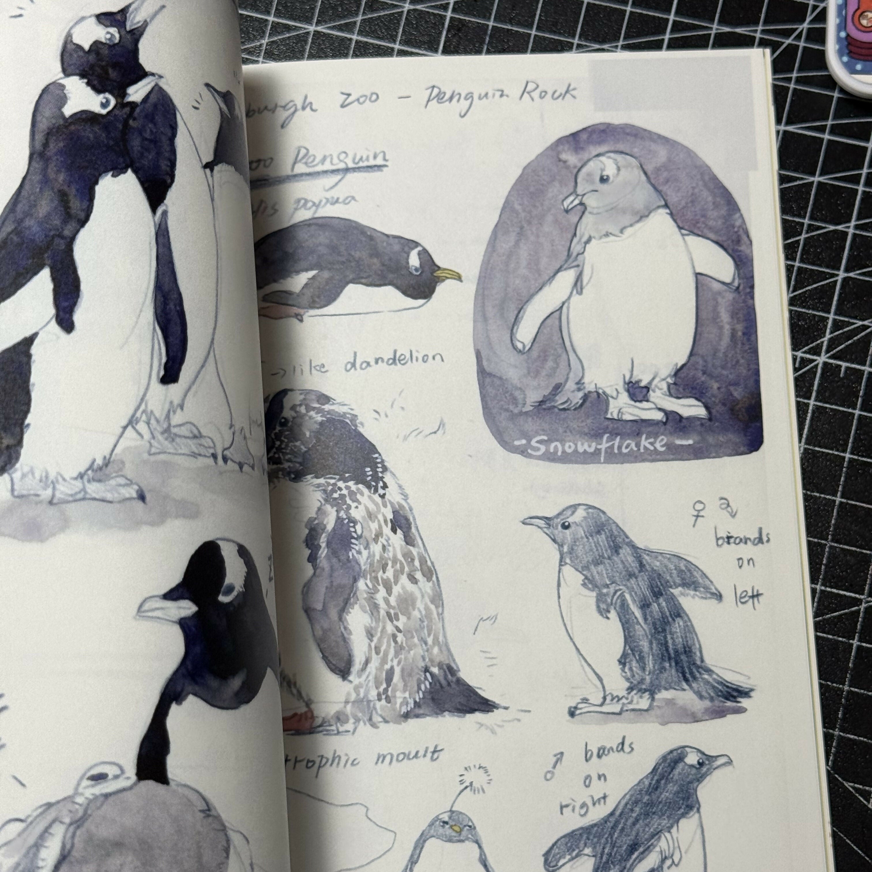 Zoo Sketchbook