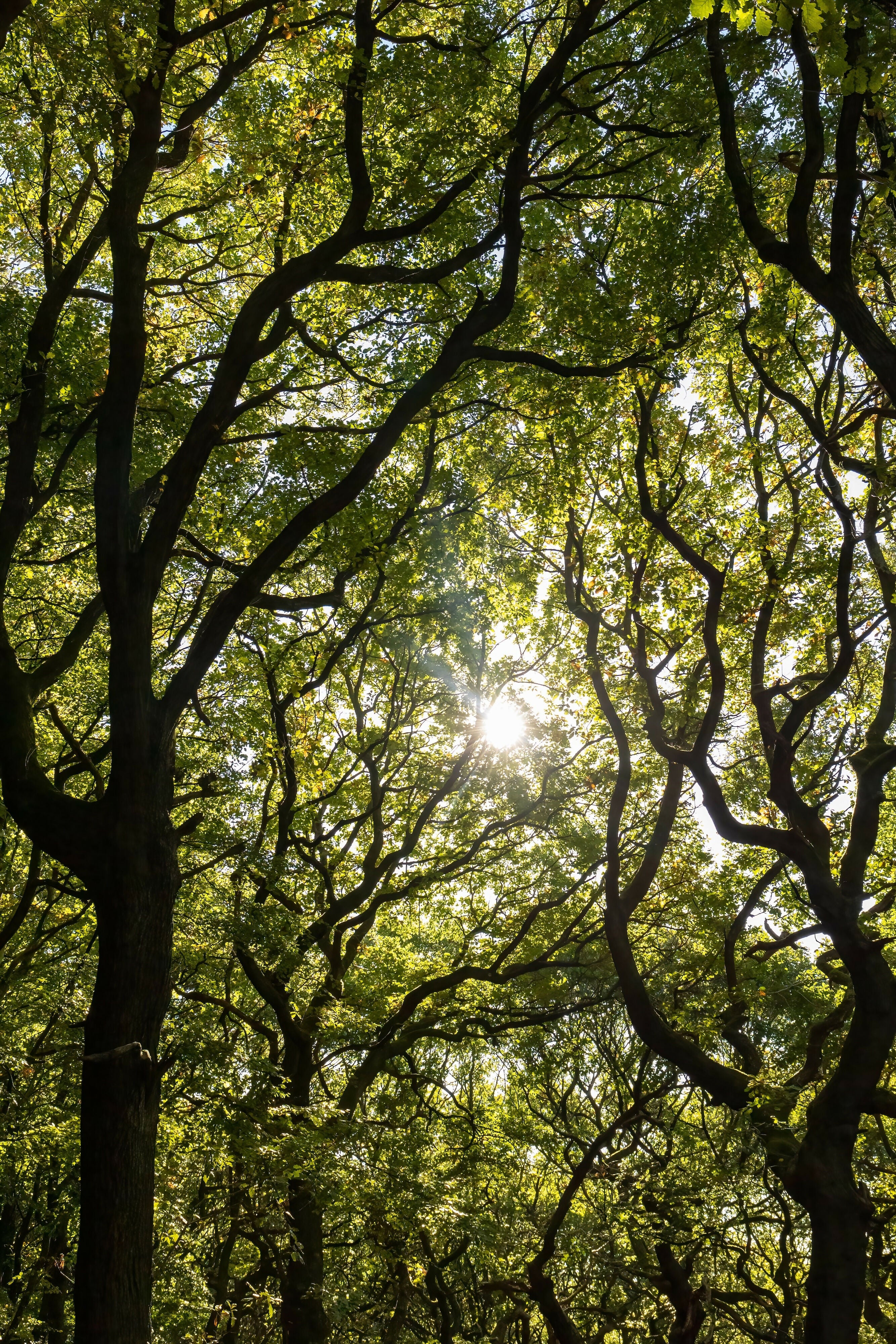 Framed Into The Woods - Photograph
