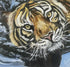 Tiger swim - Print