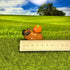 Cool Capybara & Orange Figure