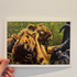 A5 Lion Print