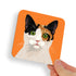 White, Black and Ginger Calico Green Eyes Cat Coaster