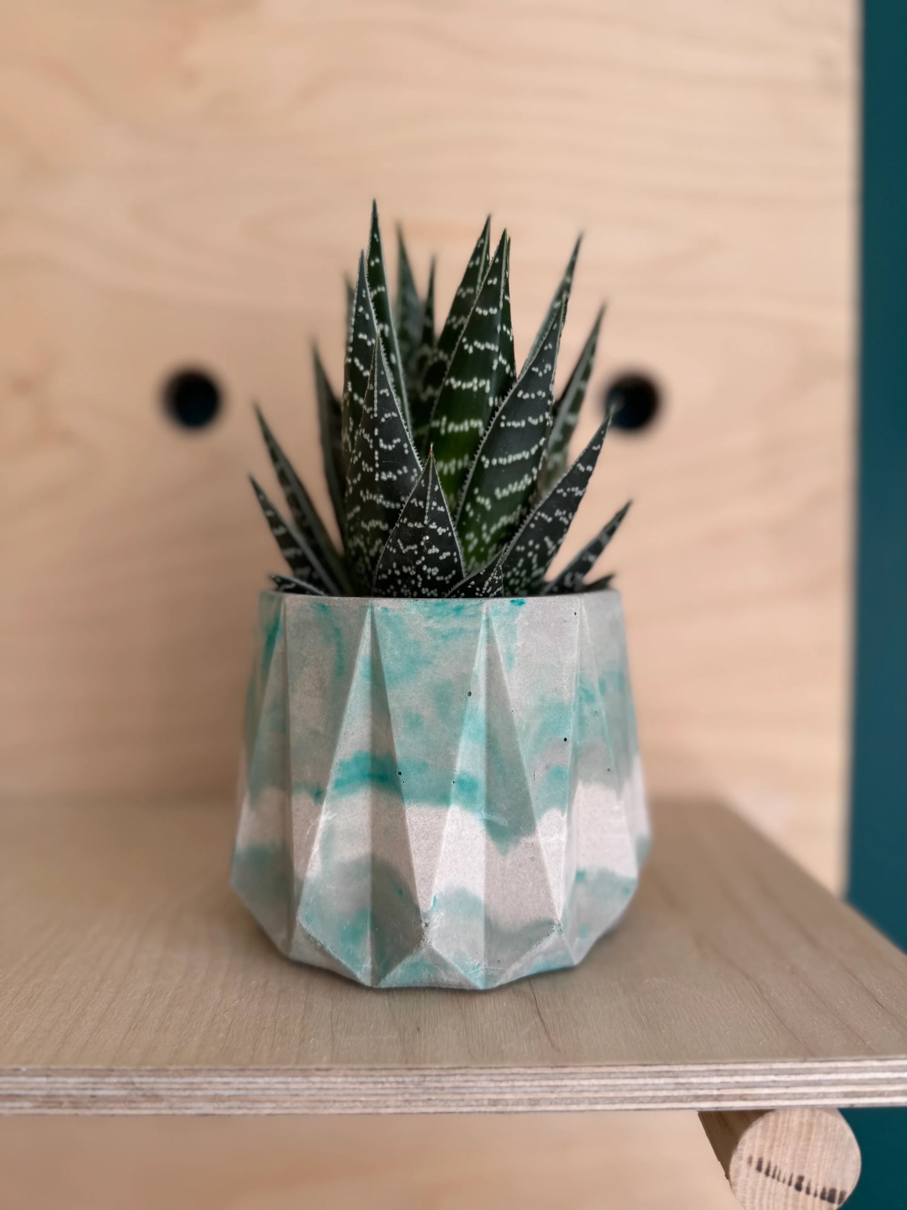 10cm Geometric Pot & Plant