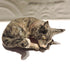 Ceramic Comfy grey maine coon cat sculpture,