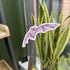 Bewitching Bats - Gloss Sticker Pack