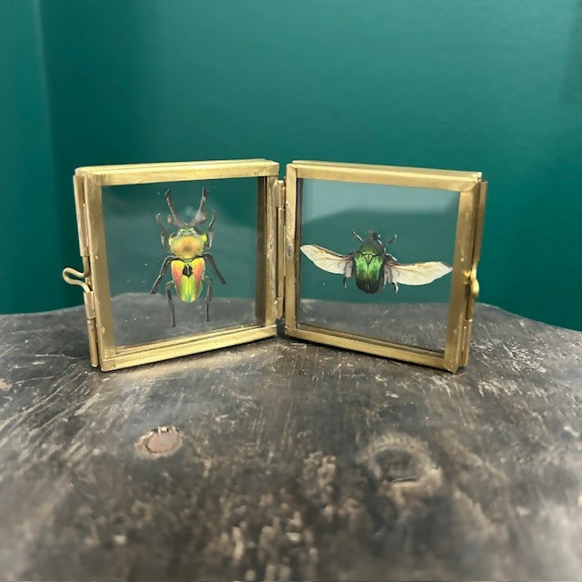 Lovely Faux Paper Rainbow Stag Beetle & Rose Chafer Beetle In An Antique Inspired Mini Book Frame