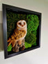 British Barn Owl