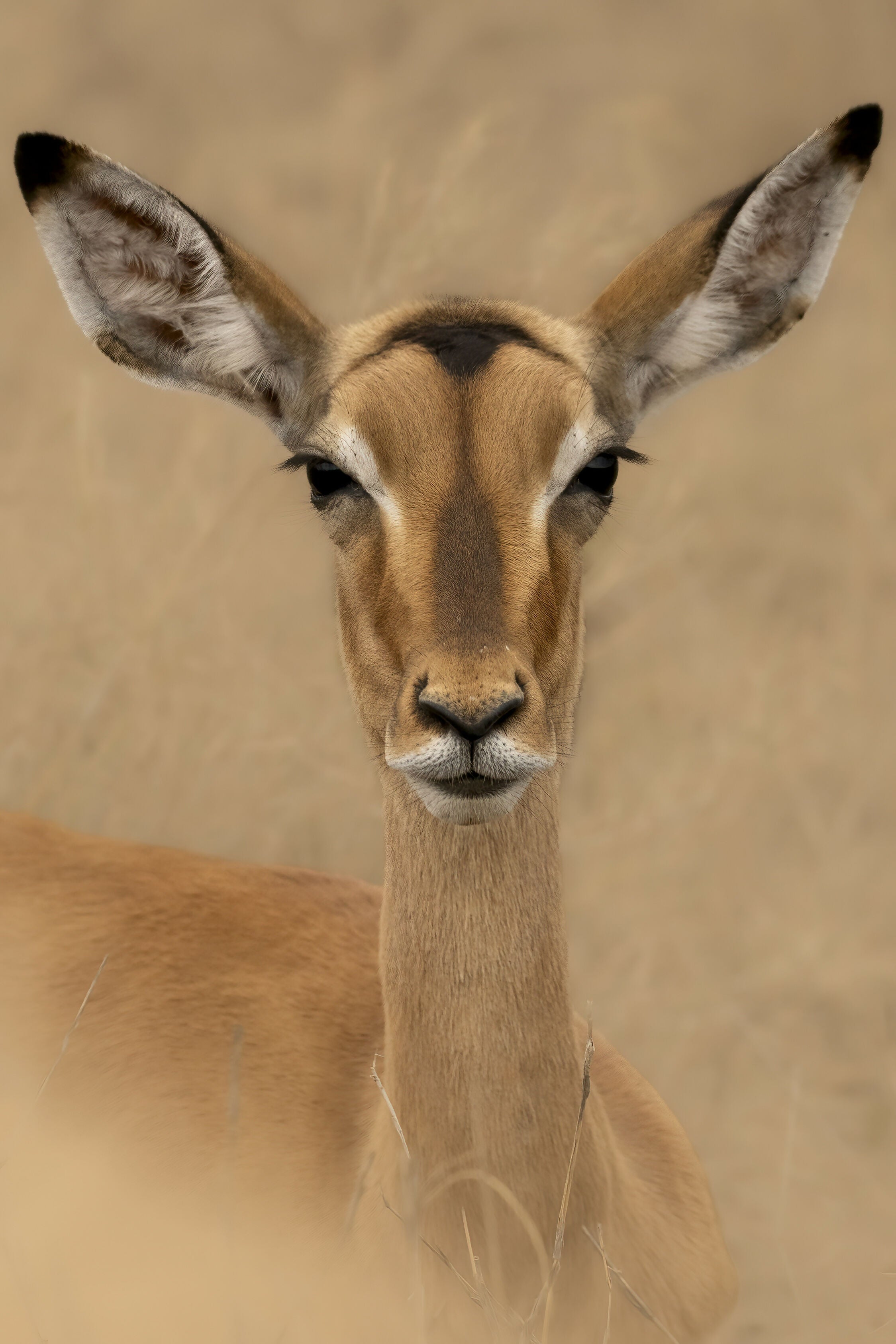 Impala Portrait - Photograph