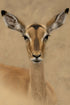 Impala Portrait - Photograph