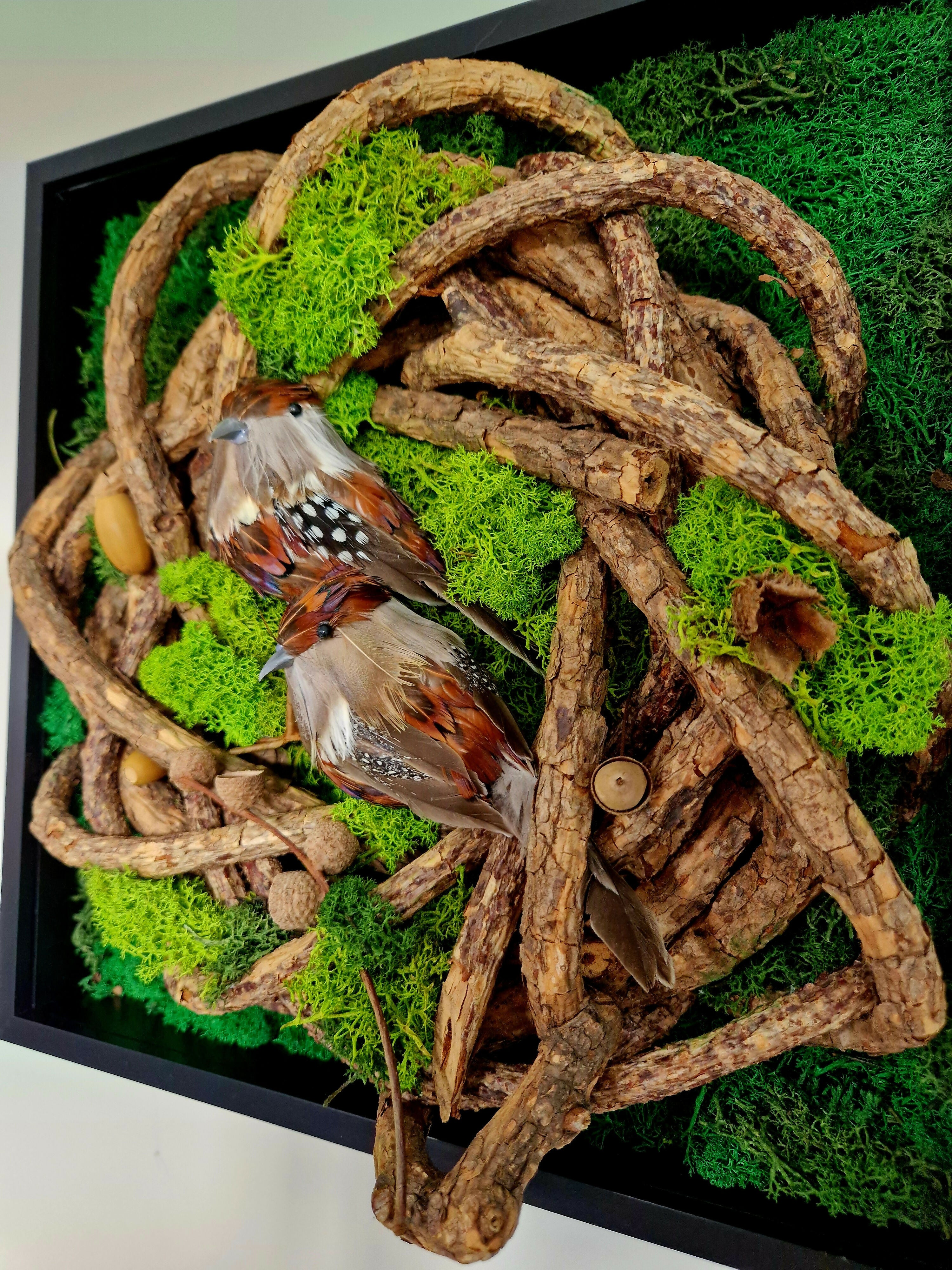 Nesting Robins