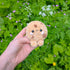 Chip the Cookie - Pudding Pal - Crochet Plushie