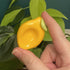 Handmade Polymer Clay Lemon Worry Stone