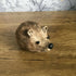Ceramic Hedgehog